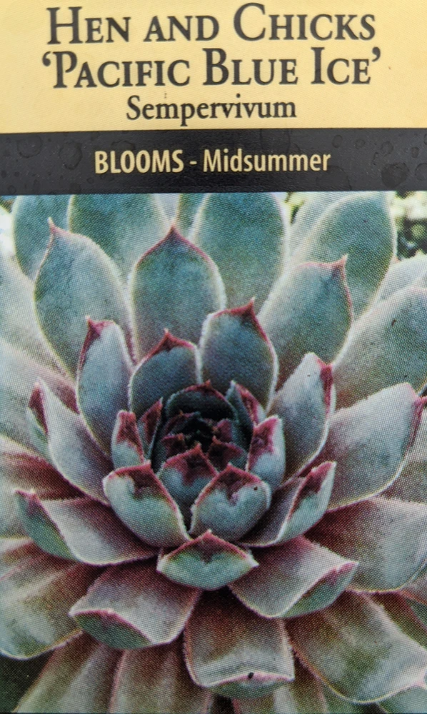 Pacific Blue Ice Hens & Chicks - Sempervivum - Very Hardy - Live Plant - Quart Pot 3 Pacific Blue Ice Hens & Chicks - Sempervivum - Very Hardy - Live Plant - Quart Pot - Image 3
