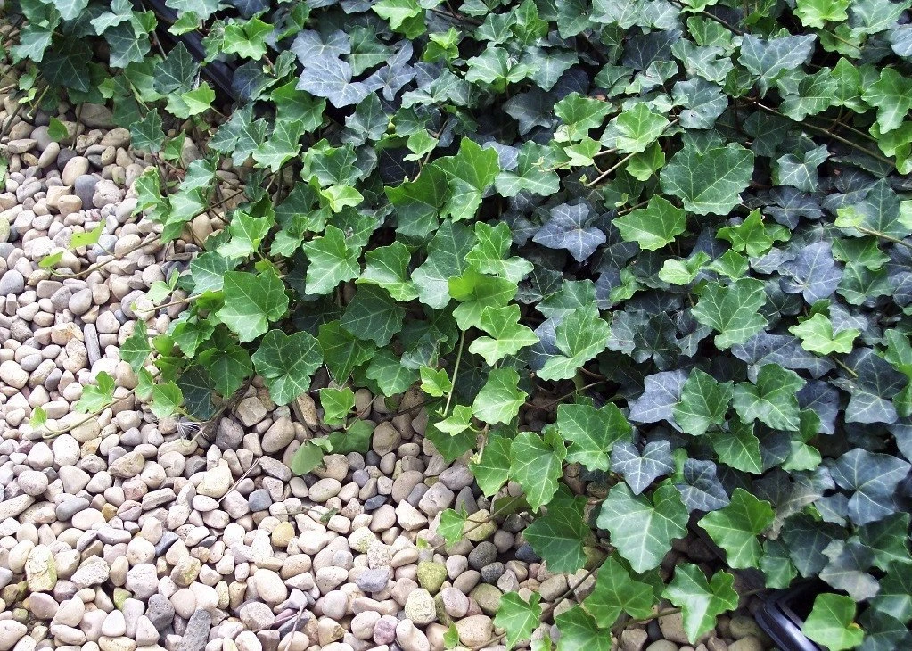Thorndale English Ivy 48 Plants - Hardy Groundcover - 1 3/4" Pots 1 Thorndale English Ivy 48 Plants - Hardy Groundcover - 1 3/4" Pots