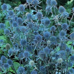 Blue Hobbit Sea Holly Perennial - Eryngium - Live Plant - Quart Pot -Outlet Buds Grow Store apirsgsx5 83491.1592325726