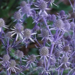 Blue Glitter Sea Holly Perennial - Eryngium - Live Plant - Quart Pot -Outlet Buds Grow Store apisffdp0 73225.1592323723
