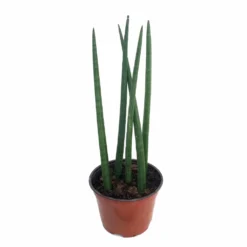 Bamboo Shoots Snake Plant - Sanseveria Cylindrica - Impossible To Kill! - 2" Pot -Outlet Buds Grow Store apisgna3b 21032.1592324271