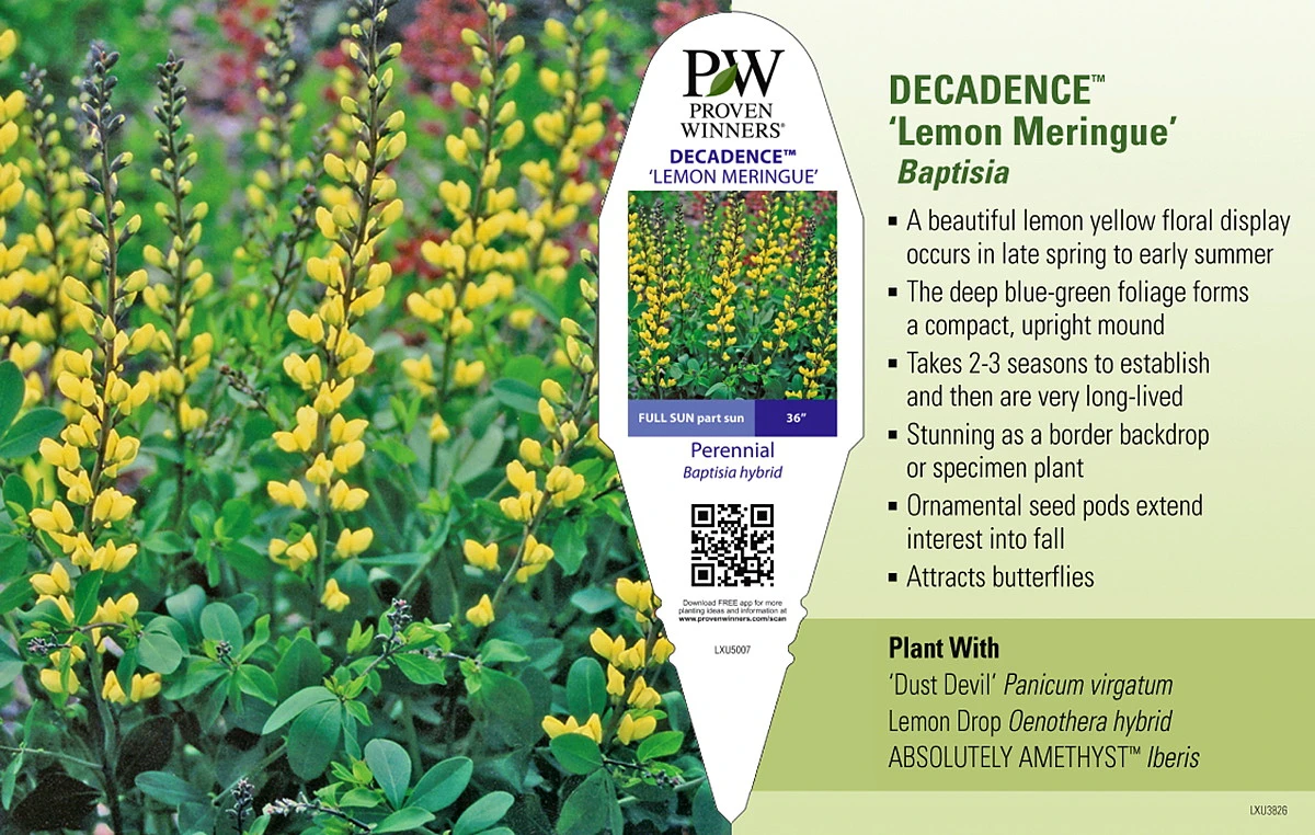 Decadence® Lemon Meringue Baptisia - False Indigo - Proven Winners - Gallon Pot 2 Decadence® Lemon Meringue Baptisia - False Indigo - Proven Winners - Gallon Pot - Image 2