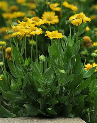 Mesa™ Yellow Blanket Flower - Gaillardia - 2010 AAS Winner - Quart Pot 2 Mesa™ Yellow Blanket Flower - Gaillardia - 2010 AAS Winner - Quart Pot - Image 2