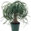Guatemalan Red Ponytail Palm - Beaucarnea - 6" Pot - Easy To Grow - Live Plant