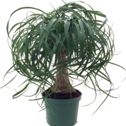 Guatemalan Red Ponytail Palm - Beaucarnea - 6" Pot - Easy To Grow - Live Plant