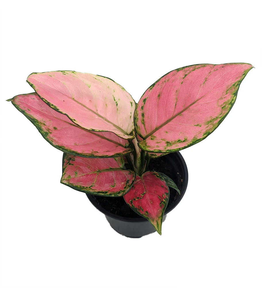 Cherry Chinese Evergreen Plant - Aglaonema-Grows In Dim Light-4" Pot-Collector's 1 Cherry Chinese Evergreen Plant - Aglaonema-Grows In Dim Light-4" Pot-Collector's