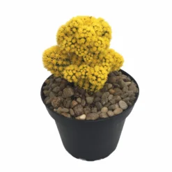 Blazing Yellow Living Desert Jewel Cactus - 4" Pot