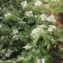 Johns Elderberry Perennial Shrub - Sambucus - Native - 3.25" Pot 7 Johns Elderberry Perennial Shrub - Sambucus - Native - 3.25" Pot -Outlet Buds Grow Store apisowjcj 39107.1592329618