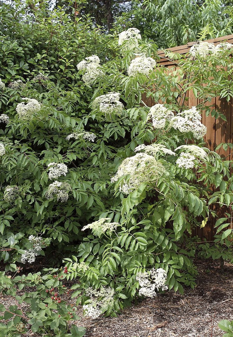 Johns Elderberry Perennial Shrub - Sambucus - Native - 3.25" Pot 3 Johns Elderberry Perennial Shrub - Sambucus - Native - 3.25" Pot - Image 3