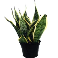 Futura Snake Plant, Mother-In-Law's Tongue, Barbershop Plant-Sanseveria - 6" Pot