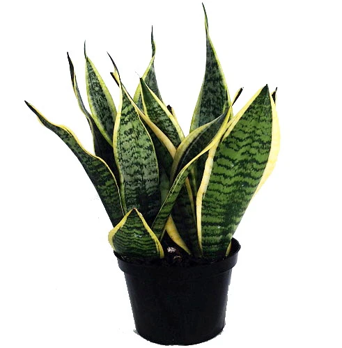 Futura Snake Plant, Mother-In-Law's Tongue, Barbershop Plant-Sanseveria - 6" Pot 1 Futura Snake Plant, Mother-In-Law's Tongue, Barbershop Plant-Sanseveria - 6" Pot