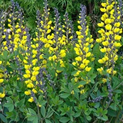 Decadence® Lemon Meringue Baptisia - False Indigo - Proven Winners - Gallon Pot