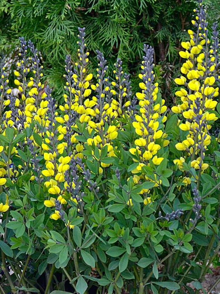 Decadence® Lemon Meringue Baptisia - False Indigo - Proven Winners - Gallon Pot 1 Decadence® Lemon Meringue Baptisia - False Indigo - Proven Winners - Gallon Pot