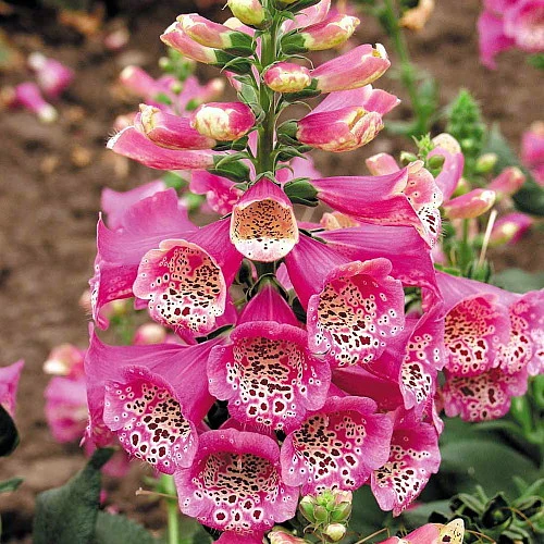 Camelot Rose Foxglove - Digitalis - Hardy Perennial - Quart Pot 2 Camelot Rose Foxglove - Digitalis - Hardy Perennial - Quart Pot - Image 2