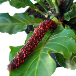 Bird's Nest Anthurium Superbum - Easy To Grow - 4" Pot - Collector's Series -Outlet Buds Grow Store apitvh5p8 73192.1592326986