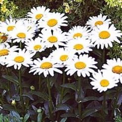 Banana Cream Shasta Daisy - Leucanthemum - Compact Plant - Gallon Pot 5 Banana Cream Shasta Daisy - Leucanthemum - Compact Plant - Gallon Pot -Outlet Buds Grow Store apitxkoym 83351.1592327171