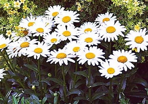 Banana Cream Shasta Daisy - Leucanthemum - Compact Plant - Gallon Pot 3 Banana Cream Shasta Daisy - Leucanthemum - Compact Plant - Gallon Pot - Image 3