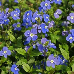 Georgia Blue Veronica - Speedwell - Quart Pot - Rich Blue Creeper 7 Georgia Blue Veronica - Speedwell - Quart Pot - Rich Blue Creeper -Outlet Buds Grow Store apitynj7g 07921.1616329862