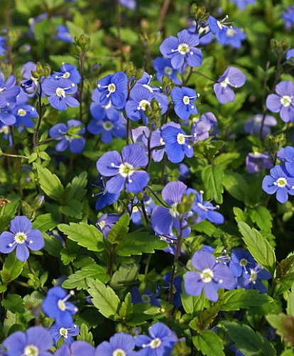 Georgia Blue Veronica - Speedwell - Quart Pot - Rich Blue Creeper 4 Georgia Blue Veronica - Speedwell - Quart Pot - Rich Blue Creeper - Image 4