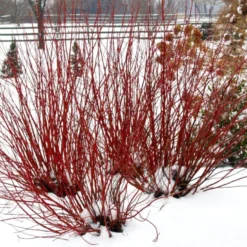 ARCTIC FIRE® Red - Redtwig Dogwood -Proven Winner-4" Pot -Outlet Buds Grow Store apitzfmlt 14758.1592324657