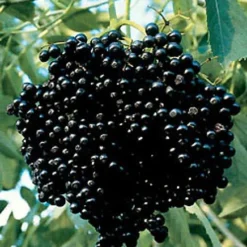 Johns Elderberry Perennial Shrub - Sambucus - Native - 3.25" Pot 8 Johns Elderberry Perennial Shrub - Sambucus - Native - 3.25" Pot -Outlet Buds Grow Store apiuemv5e 77983.1592329618