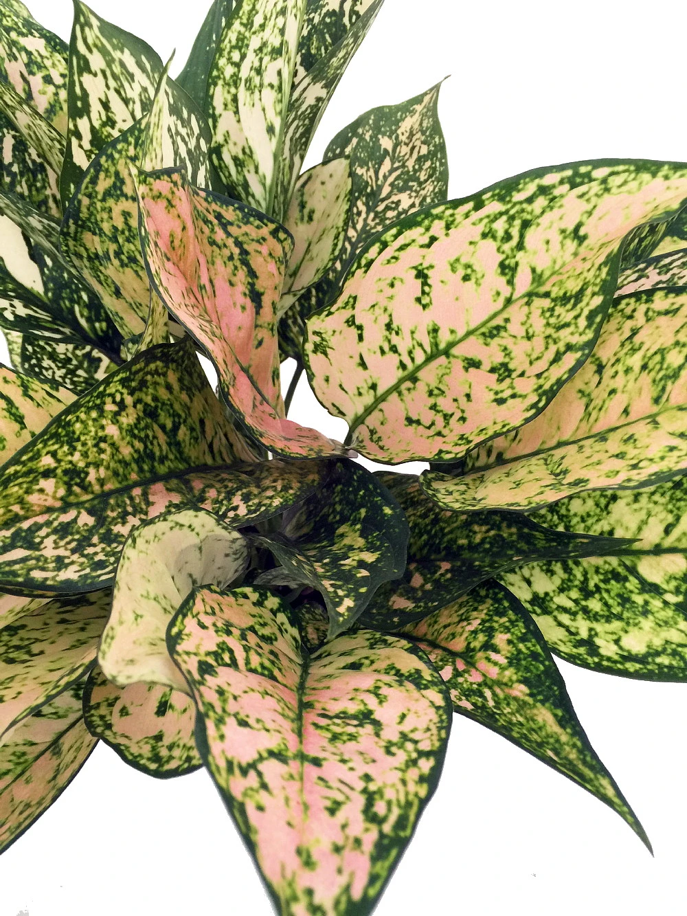 Etta Rose Chinese Evergreen Plant - Aglaonema - Grows In Dim Light - 4.5" Pot 2 Etta Rose Chinese Evergreen Plant - Aglaonema - Grows In Dim Light - 4.5" Pot - Image 2
