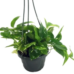 Golden Devil's Ivy - Pothos - Epipremnum - 6" Hanging Pot - Clean Air Machine