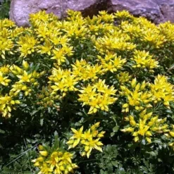 Russian Kamtschaticum Sedum - Hardy Perennial Groundcover - Quart Pot -Outlet Buds Grow Store apiuuqkc2 64263.1592326332