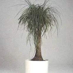 Guatemalan Red Ponytail Palm - Beaucarnea - 6" Pot - Easy To Grow - Live Plant -Outlet Buds Grow Store apiuuta8j 63521.1592328534