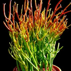 Firesticks Pencil Cactus - Euphorbia - Easy To Grow/Hard To Kill! - 6" Pot -Outlet Buds Grow Store apiv7anjm 50008.1592327322