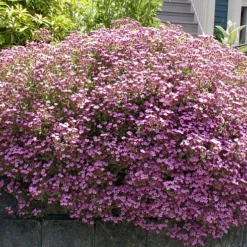 Soapwort Perennial - Saponaria Ocymoides - Quart Pot -Outlet Buds Grow Store apiveldjr 41678.1592325105