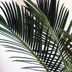 Sago Palm - Living Fossil Plant - Cycas Revoluta - 4" Pot -Outlet Buds Grow Store apivhmhy9 19496.1592329846