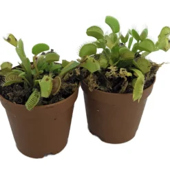 Venus Flytrap Plant - 2 Plants 2" Pots - CARNIVOROUS - Dionaea