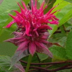 Raspberry Wine Bee Balm - Monarda - Bright Red & Pink - Live Plant - Quart Pot