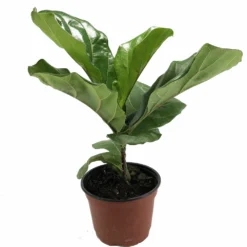 Hirt's Fiddleleaf Fig Tree - Ficus - Great Indoor Tree - Easy - 6" Pot