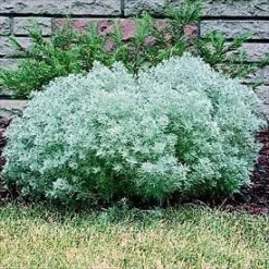 Silver Mound Perennial Plant - Artemisia - Sun/Easy - Live Plant - Quart Pot 5 Silver Mound Perennial Plant - Artemisia - Sun/Easy - Live Plant - Quart Pot -Outlet Buds Grow Store apiwgo5vg 49600.1592325969