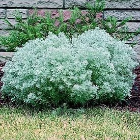 Silver Mound Perennial Plant - Artemisia - Sun/Easy - Live Plant - Quart Pot 3 Silver Mound Perennial Plant - Artemisia - Sun/Easy - Live Plant - Quart Pot - Image 3