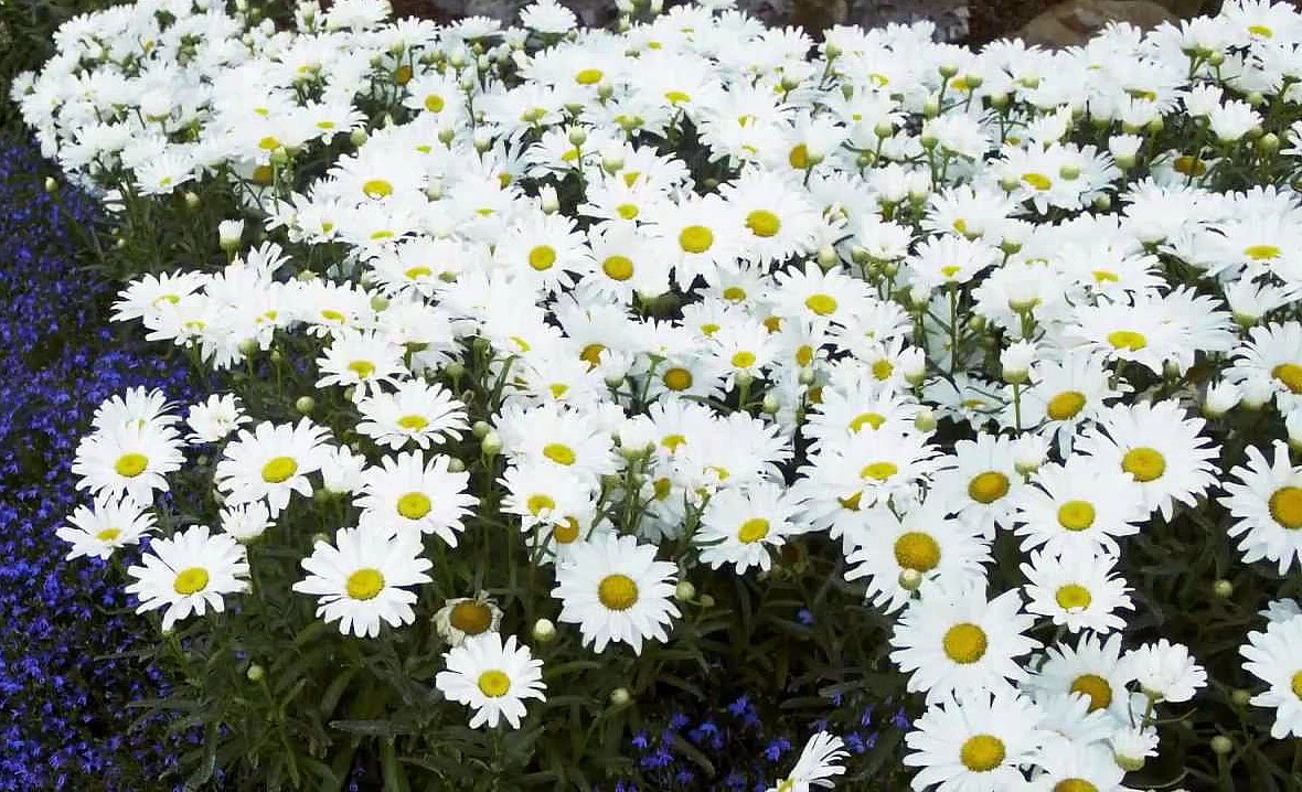 Daisy May® Shasta Daisy - Leucanthemum - Live Plant - Poven Winners -Gallon Pot 2 Daisy May® Shasta Daisy - Leucanthemum - Live Plant - Poven Winners -Gallon Pot - Image 2