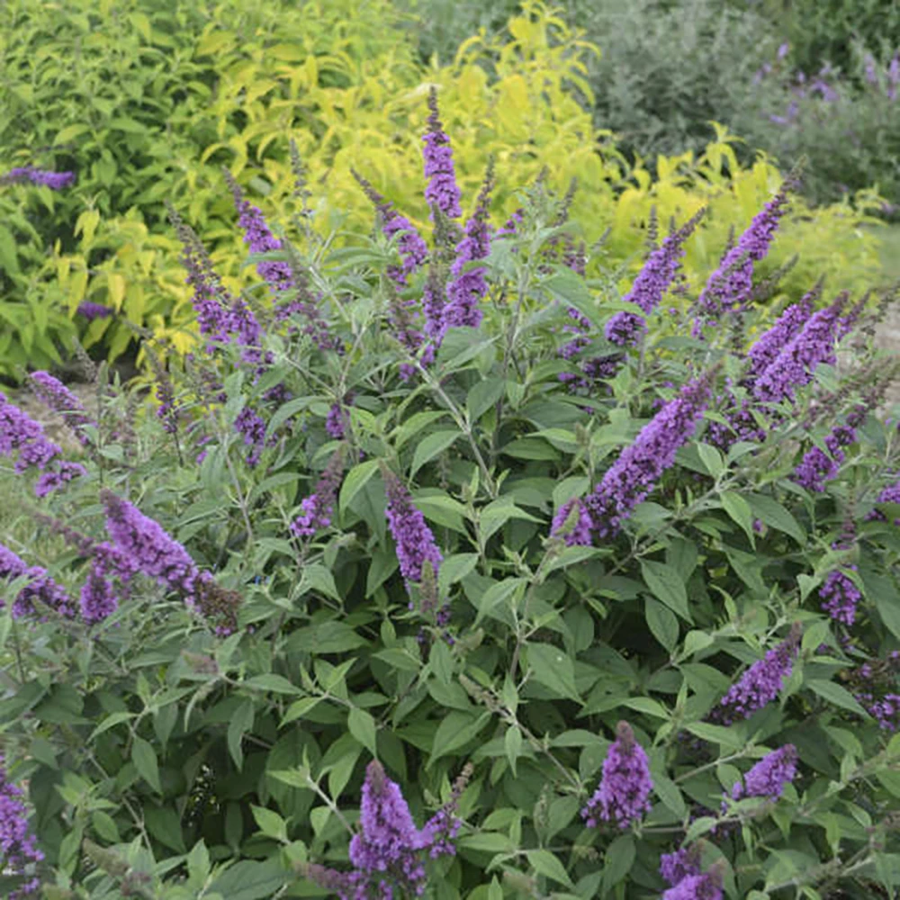Humdinger® Orchid Annie Butterfly Bush - Buddleia - Compact - Gallon Pot 2 Humdinger® Orchid Annie Butterfly Bush - Buddleia - Compact - Gallon Pot - Image 2