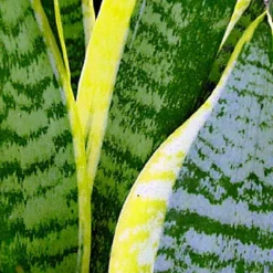 Futura Snake Plant, Mother-In-Law's Tongue, Barbershop Plant-Sanseveria - 6" Pot 5 Futura Snake Plant, Mother-In-Law's Tongue, Barbershop Plant-Sanseveria - 6" Pot -Outlet Buds Grow Store apiwnfxuh 92218.1592325704