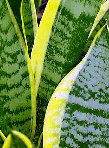 Futura Snake Plant, Mother-In-Law's Tongue, Barbershop Plant-Sanseveria - 6" Pot 3 Futura Snake Plant, Mother-In-Law's Tongue, Barbershop Plant-Sanseveria - 6" Pot - Image 3