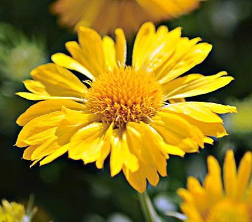 Mesa™ Yellow Blanket Flower - Gaillardia - 2010 AAS Winner - Quart Pot 1 Mesa™ Yellow Blanket Flower - Gaillardia - 2010 AAS Winner - Quart Pot