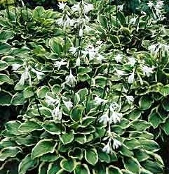 So Sweet Hosta - Hosta Of The Year 1996 - Quart Pot