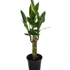 Moonlight Dragon Tree - Dracaena - 4" Pot - Easy To Grow House Plant
