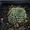 Forest Frost Hens & Chicks - Sempervivum - Very Hardy - Quart Pot