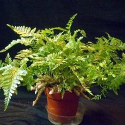 Rare Black Rabbit's Foot Fern - 4" Mini Hanging Basket - Davallia Trichomanoides -Outlet Buds Grow Store apixewflo 66536.1617213217