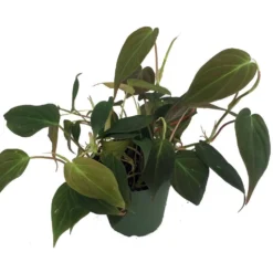 Rare Velvet Leaf Bronze Micans Vine - Philodendron - 4" Pot - Collector's Series