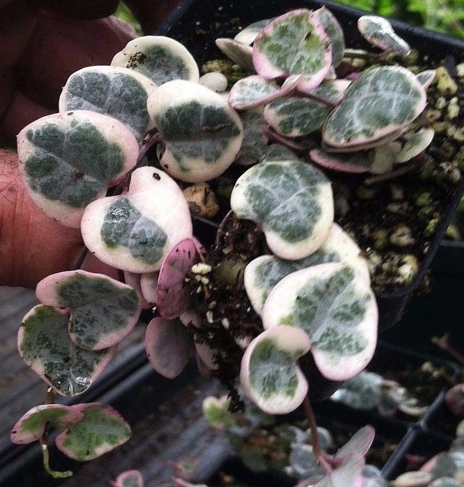 Pearl Moon Rosary Vine - Ceropegia Woodii Pretty Pk- String Of Hearts - 2.5" Pot 2 Pearl Moon Rosary Vine - Ceropegia Woodii Pretty Pk- String Of Hearts - 2.5" Pot - Image 2