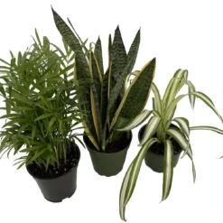 Hirt's House Plant Collection - Parlor Palm, Spider Plant, Snake Plant - 4" Pots