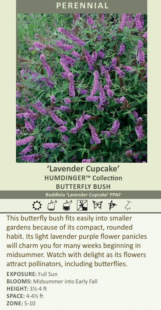 Humdinger® Lavender Cupcake Butterfly Bush - Buddleia - Compact - Gallon Pot 2 Humdinger® Lavender Cupcake Butterfly Bush - Buddleia - Compact - Gallon Pot - Image 2